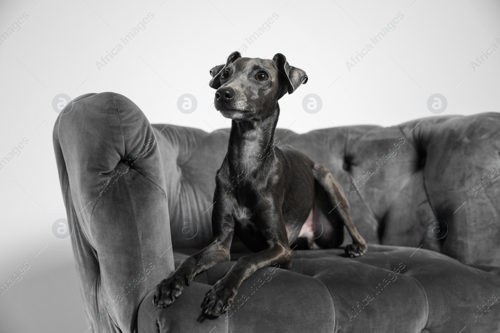 Photo of Italian Greyhound dog on armchair against light background