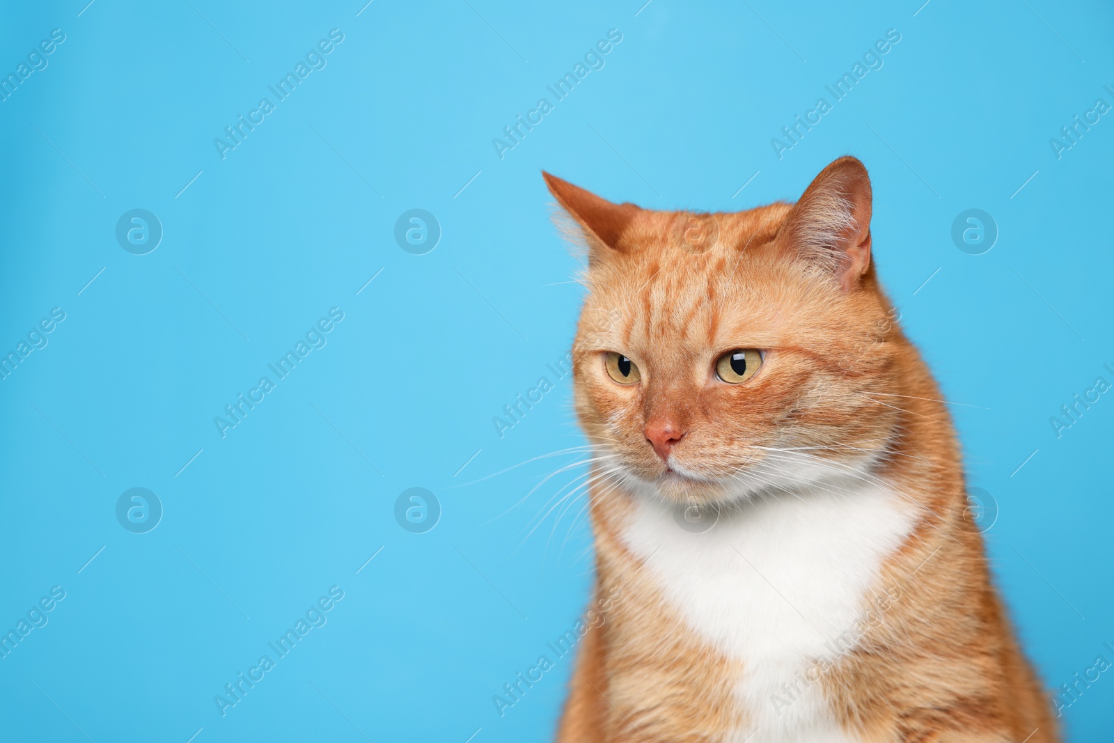 Photo of Cute ginger cat on light blue background, space for text. Adorable pet