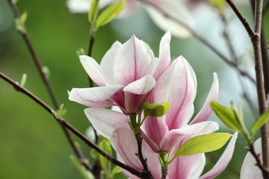 Photo of Magnolia tree with beautiful flowers on blurred background, closeup