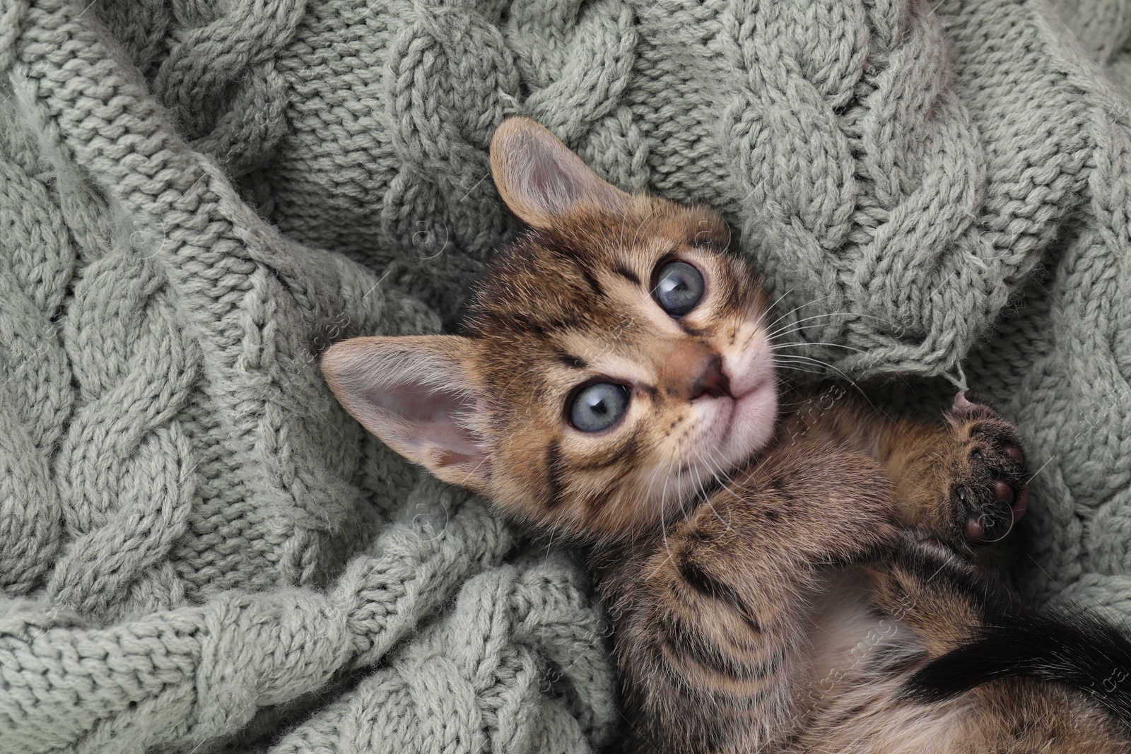 Photo of Cute fluffy kitten on blanket, top view. Baby animal