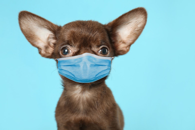 Cute small Chihuahua dog in medical mask on light blue background. Virus protection for animal