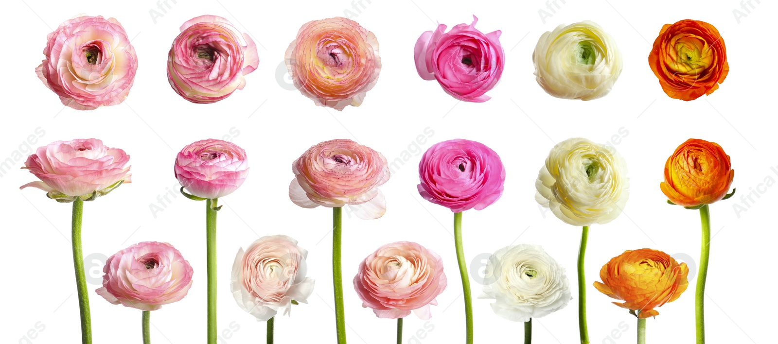 Image of Set with beautiful spring ranunculus flowers on white background. Banner design