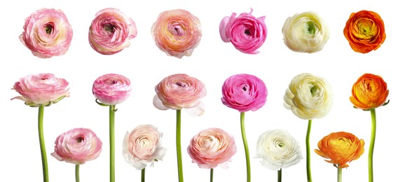 Image of Set with beautiful spring ranunculus flowers on white background. Banner design