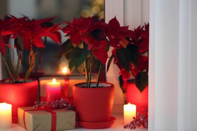 Potted poinsettias, burning candles and festive decor on windowsill in room. Christmas traditional flower