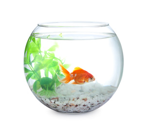 Beautiful bright small goldfish in round glass aquarium isolated on white