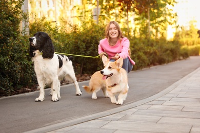 Photo of Woman walking Pembroke Welsh Corgi and English Springer Spaniel dogs in park