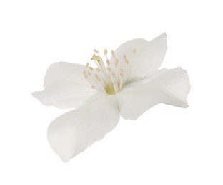 Beautiful delicate jasmine flower isolated on white