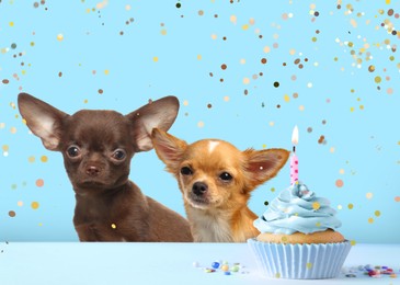 Image of Cute dogs and delicious birthday cupcakes on light blue background