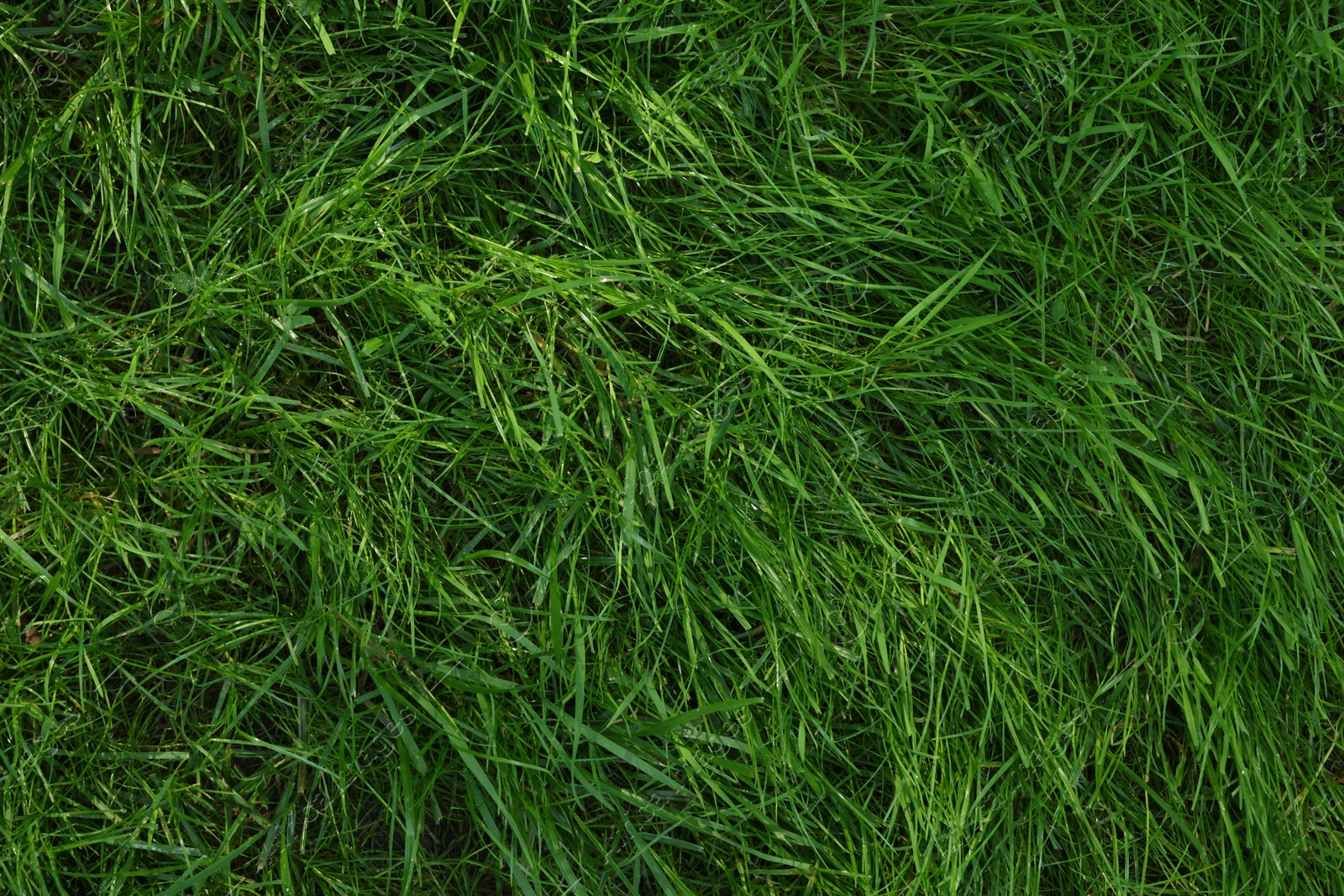 Photo of Fresh green grass as background, top view