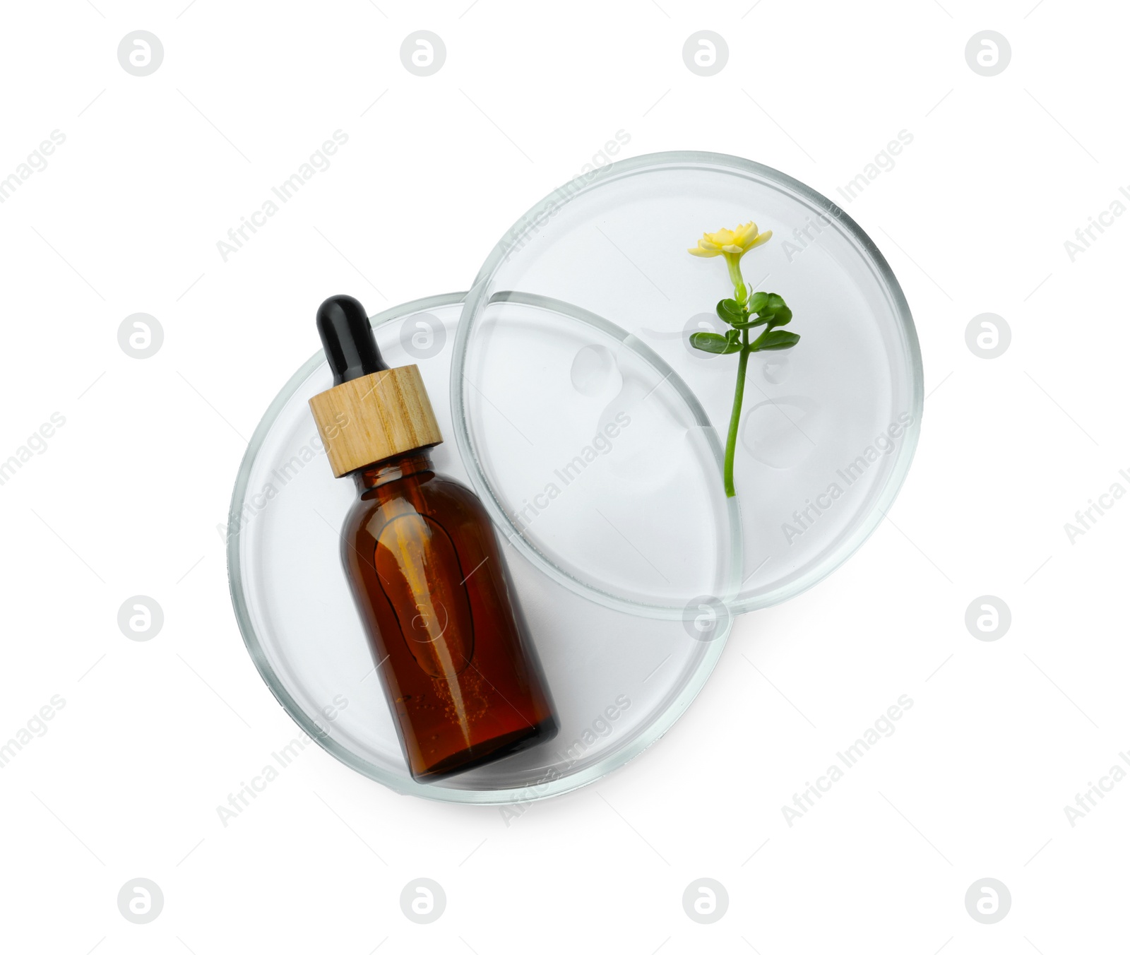 Photo of Petri dishes with cosmetic product and flower on white background, top view