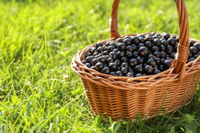 Photo of Ripe blackcurrants in wicker basket on green grass. Space for text