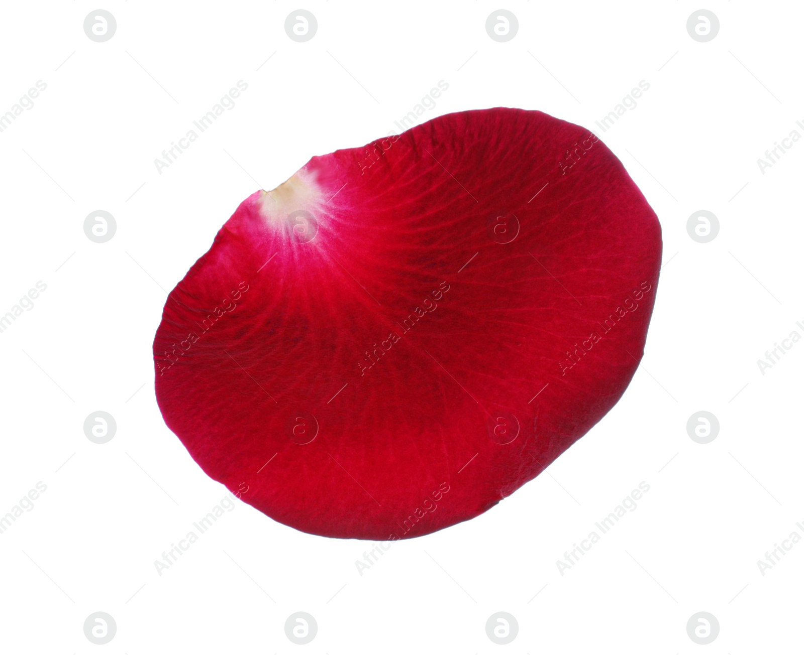 Photo of Red rose flower petal on white background