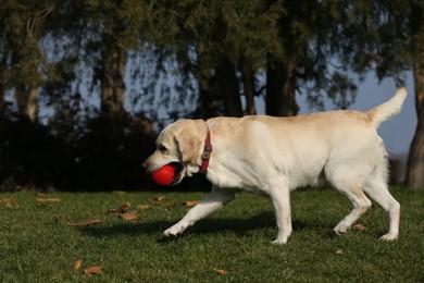 Photo of Yellow Labrador fetching ball in park on sunny day