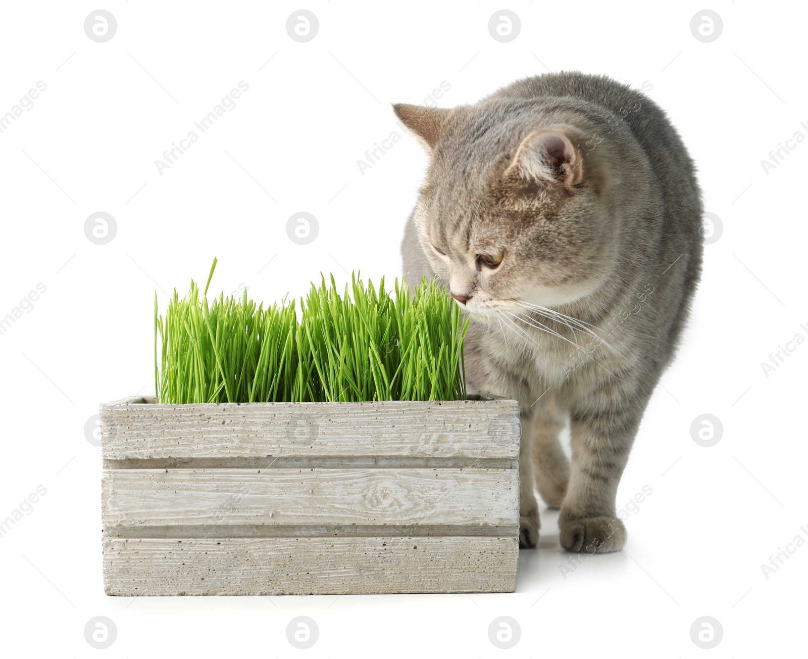 Photo of Cute cat and box of fresh green grass isolated on white