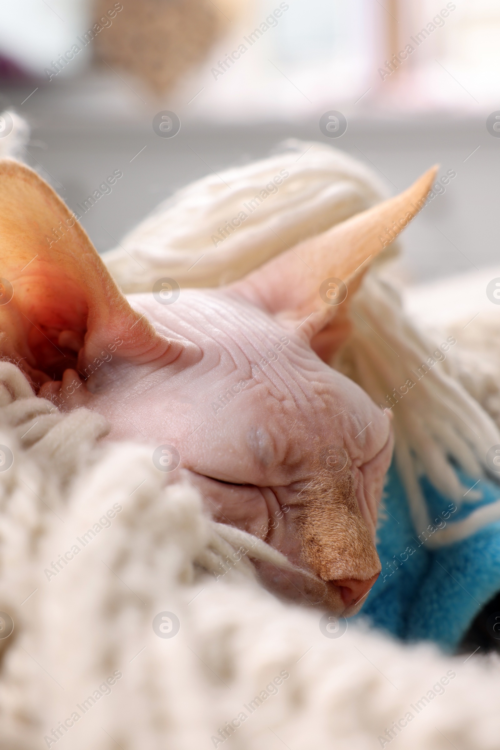 Photo of Beautiful Sphynx cat wrapped in soft blanket sleeping at home, closeup. Lovely pet