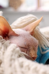 Beautiful Sphynx cat wrapped in soft blanket sleeping at home, closeup. Lovely pet
