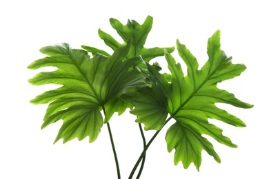 Photo of Tropical philodendron leaves isolated on white