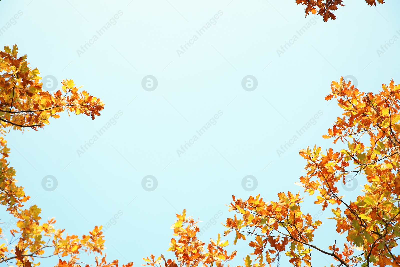 Photo of Tree branches with autumn leaves against sky. Space for text