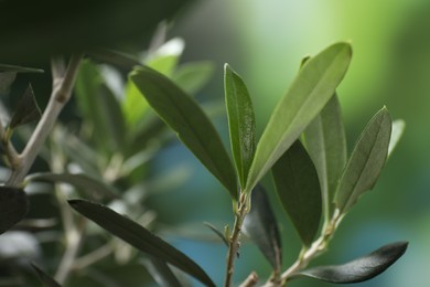 Photo of Olive twigs with fresh green leaves on blurred background, closeup