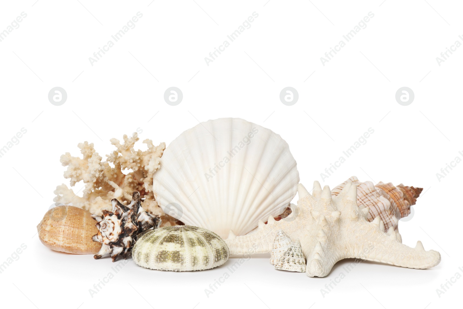 Photo of Beautiful starfish, coral and sea shells on white background