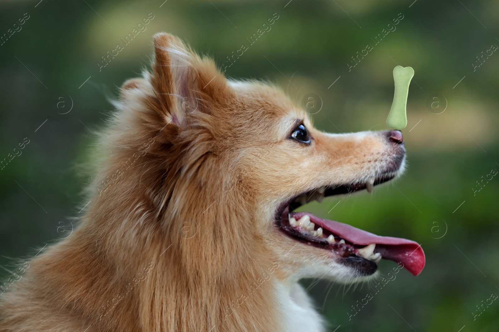 Image of Adorable dog with bone shaped cookie on nose outdoors
