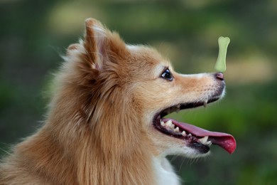 Image of Adorable dog with bone shaped cookie on nose outdoors