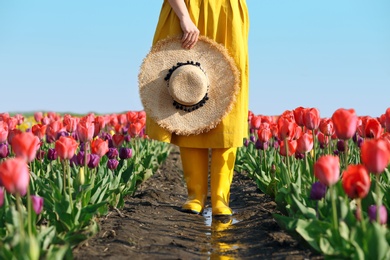 Woman in rubber boots walking across field with beautiful tulips after rain, closeup