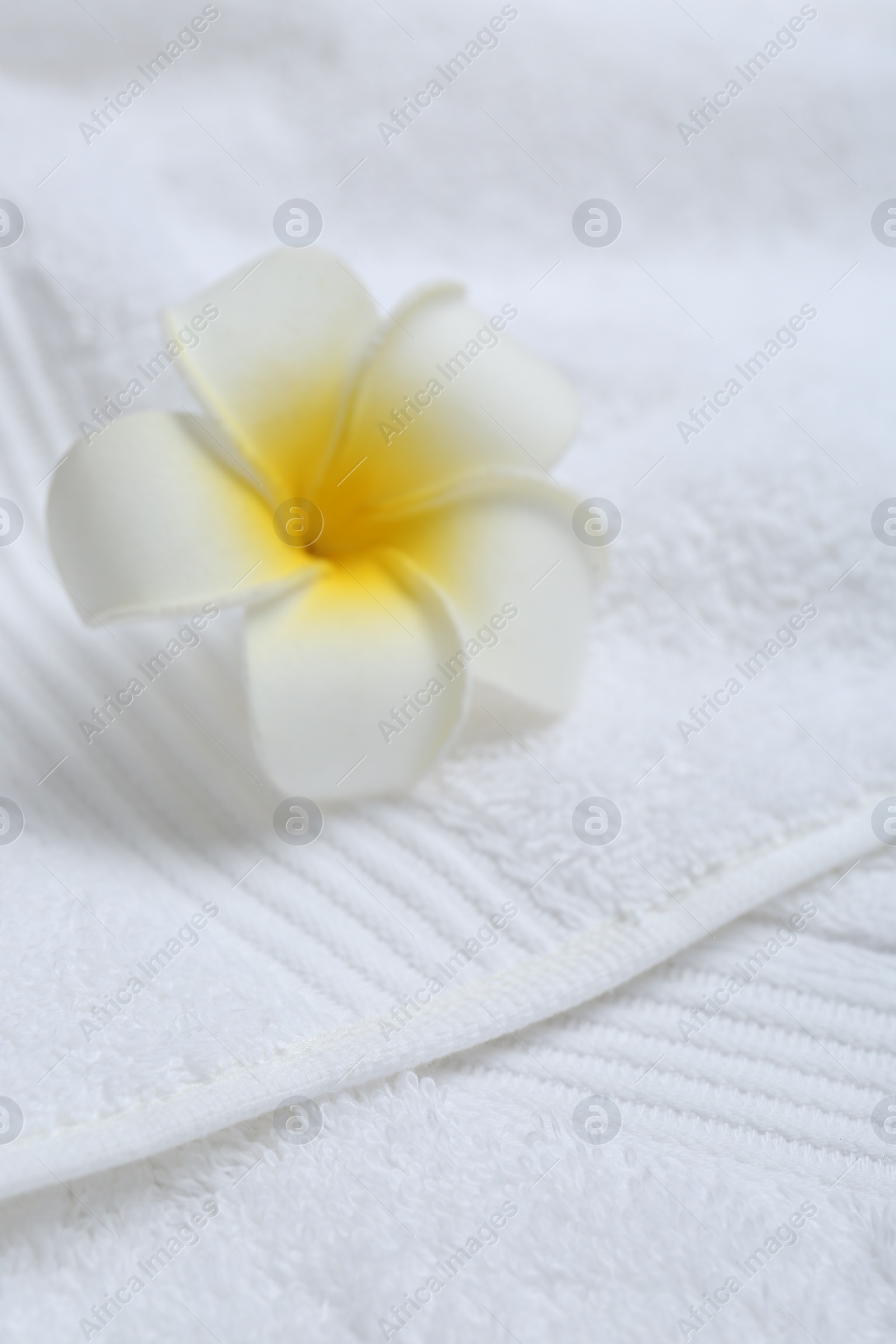 Photo of Plumeria flower on white terry towel, closeup