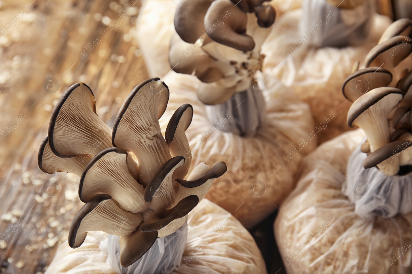 Photo of Oyster mushrooms growing in sawdust on wooden table. Cultivation of fungi