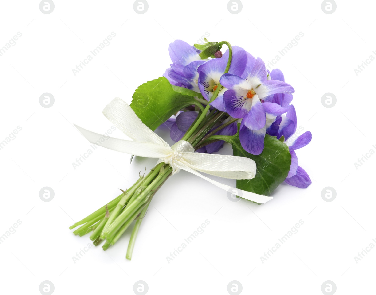 Photo of Beautiful wood violets on white background. Spring flowers