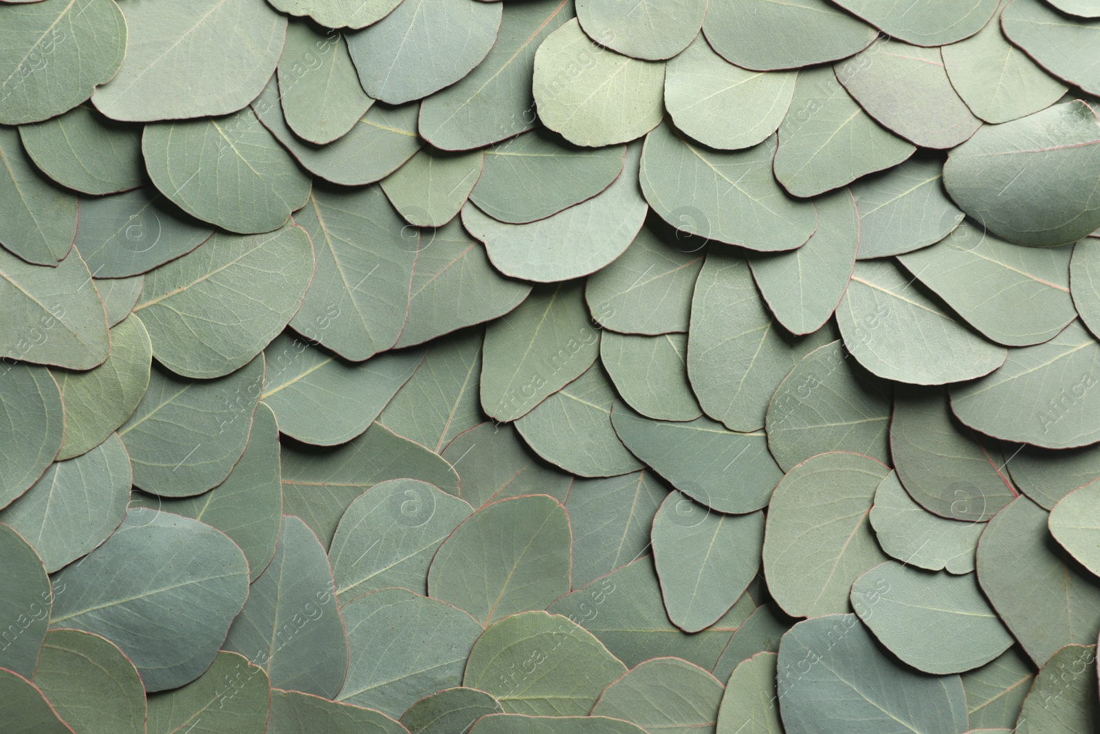 Photo of Fresh green leaves of eucalyptus as background, top view