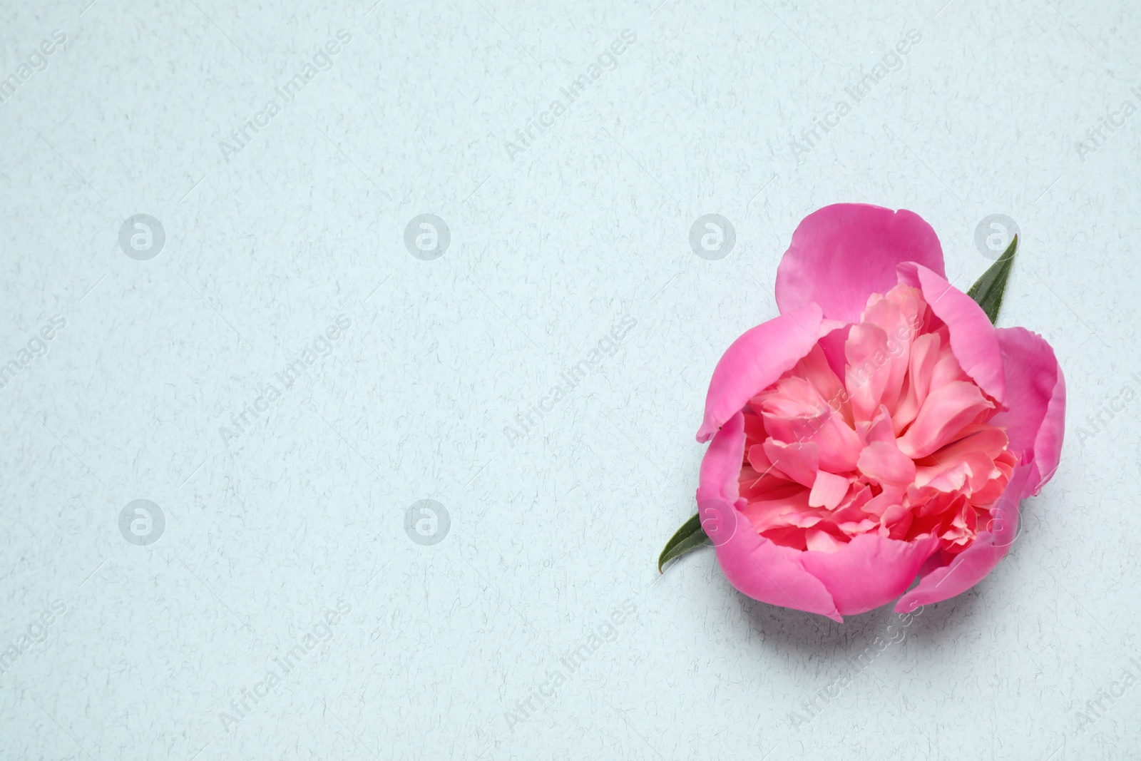 Photo of Beautiful pink peony on light blue background, top view. Space for text