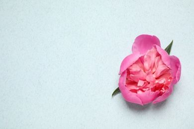 Beautiful pink peony on light blue background, top view. Space for text