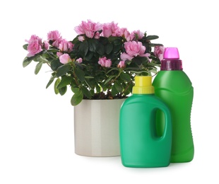 Photo of Azalea in pot and different houseplant fertilizers on white background