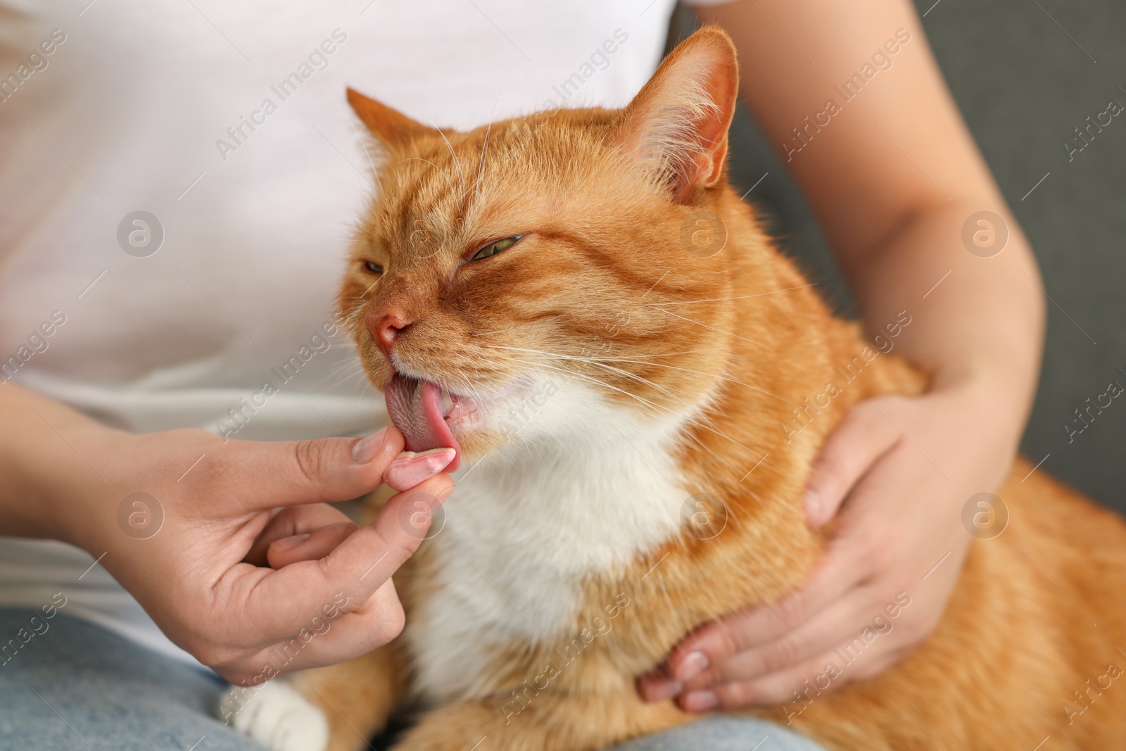 Photo of Woman giving vitamin pill to cute cat indoors, closeup