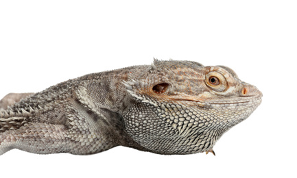 Bearded lizard (Pogona barbata) and tree branch isolated on white, closeup. Exotic pet