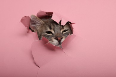 Cute cat looking through hole in pink paper