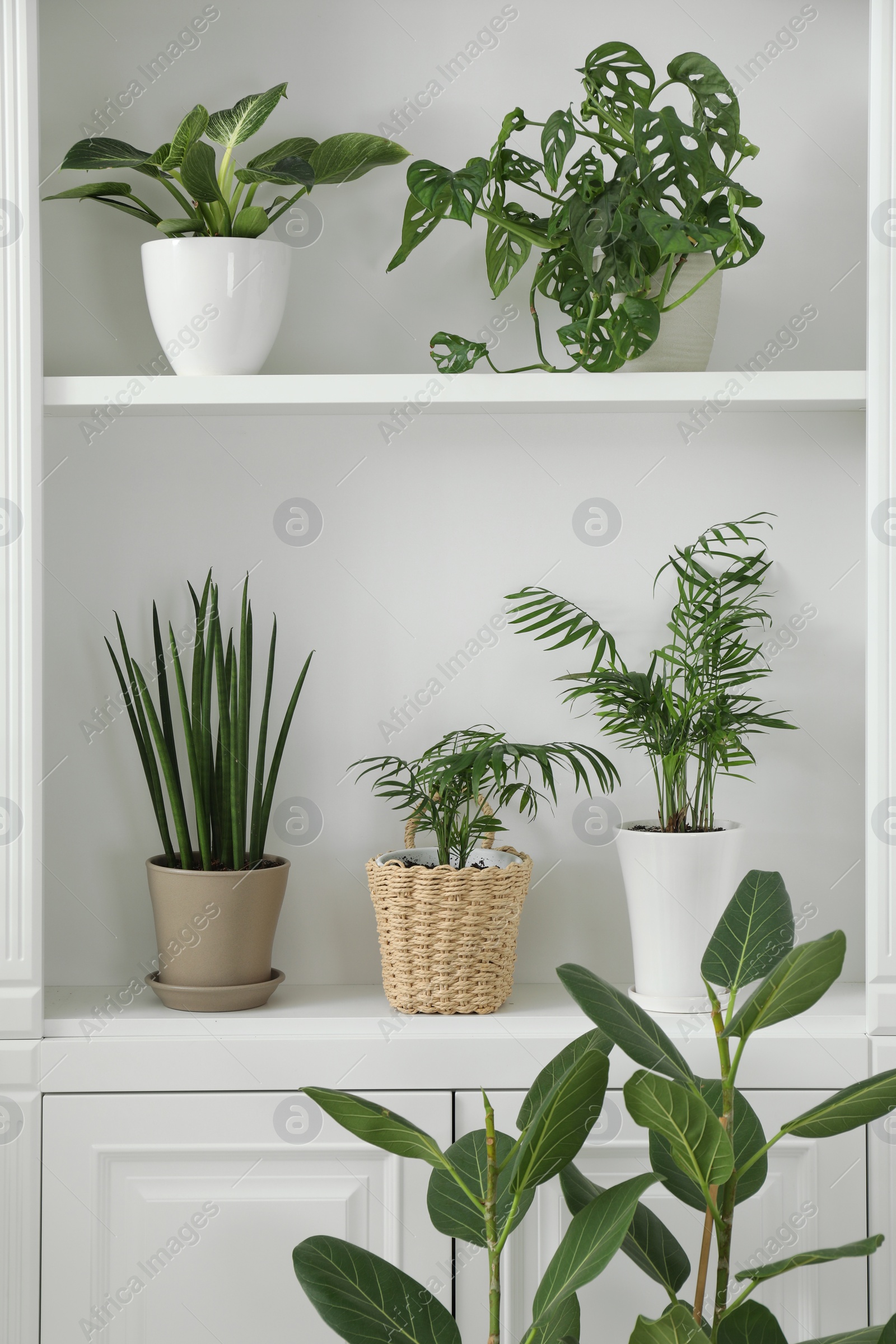 Photo of Green potted houseplants on shelves near white wall