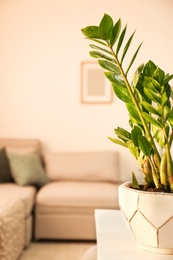 Photo of Tropical plant with green leaves in home interior