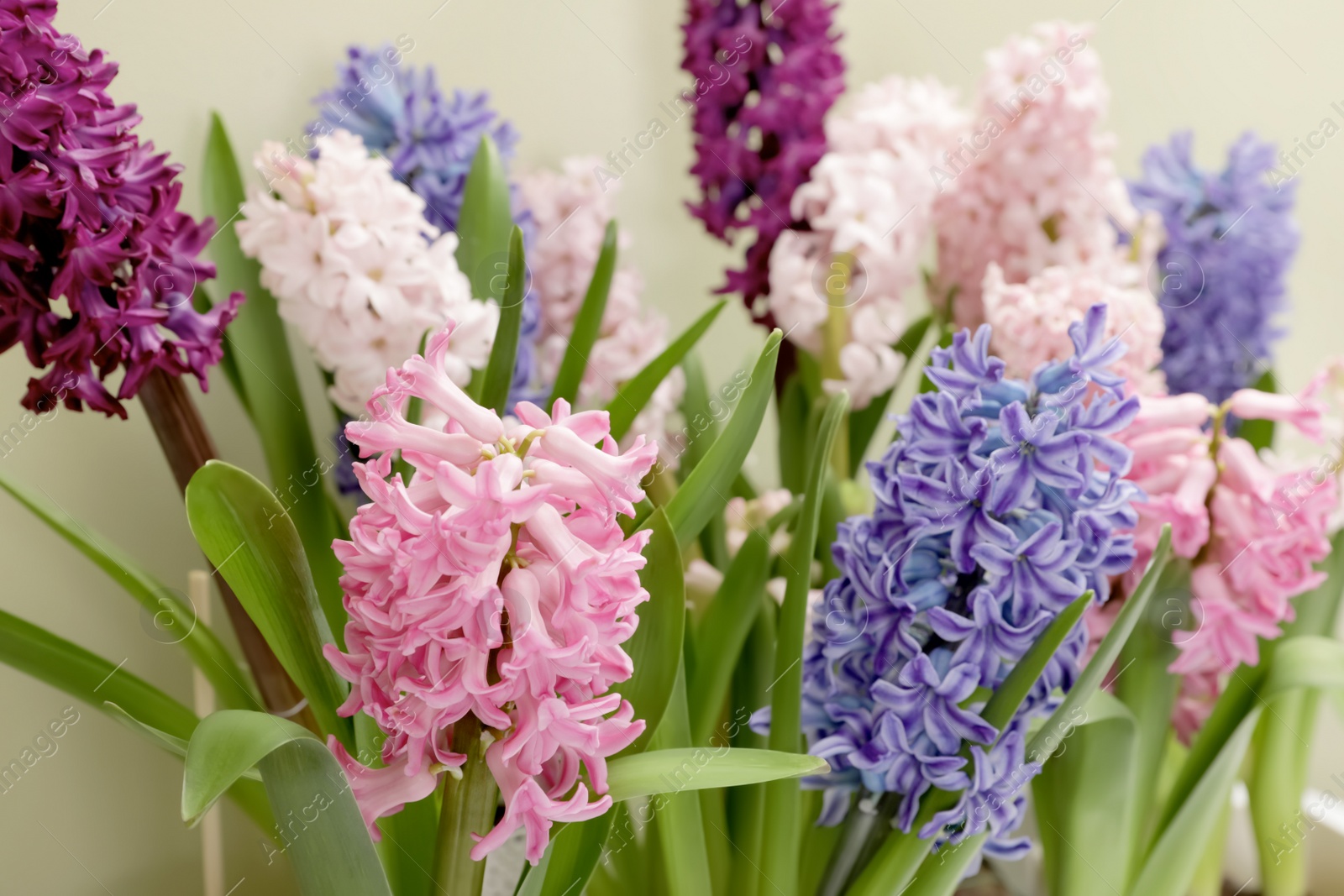 Photo of Beautiful spring hyacinth flowers with green leaves, closeup