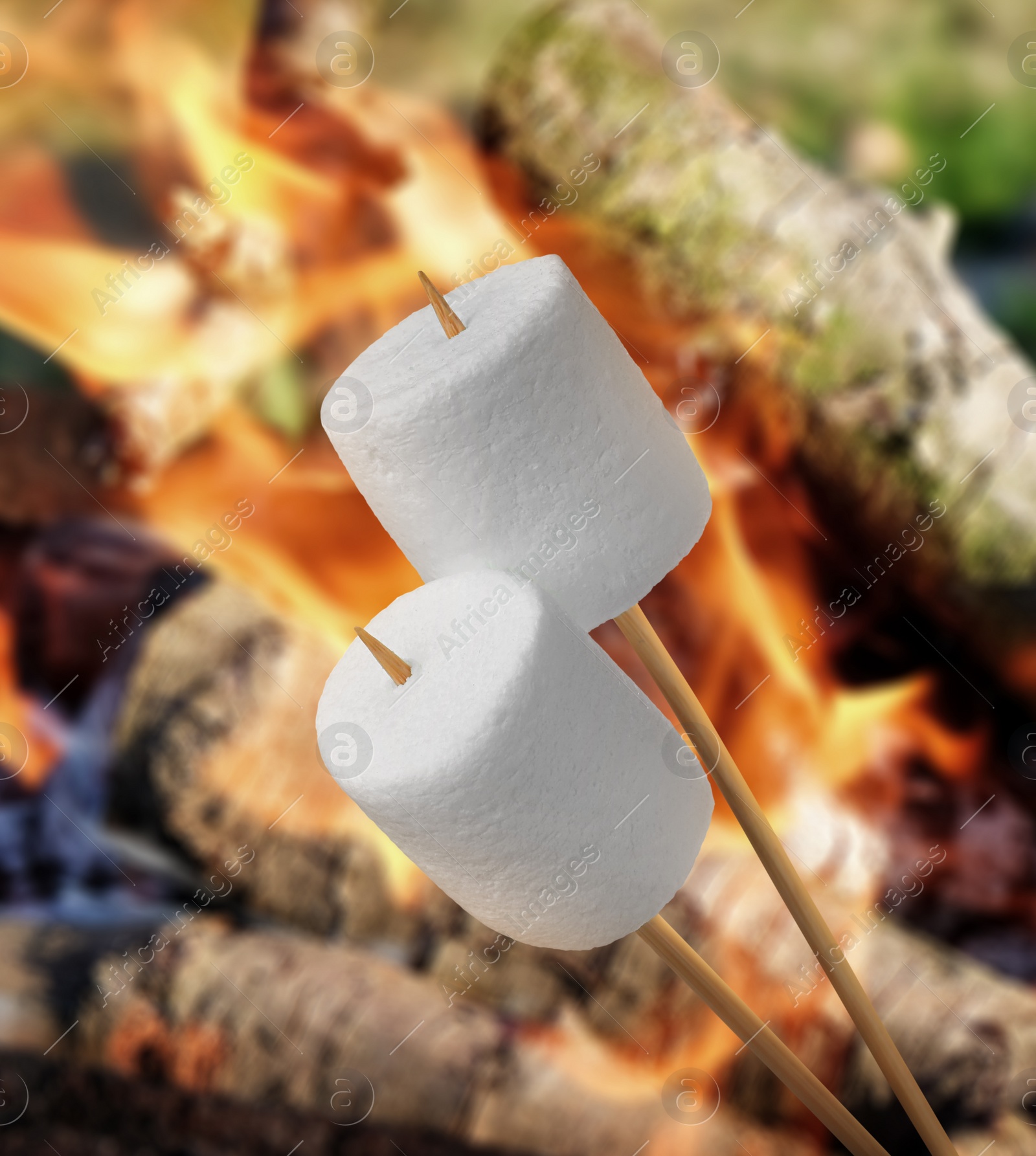 Image of Delicious puffy marshmallows roasting over bonfire outdoors