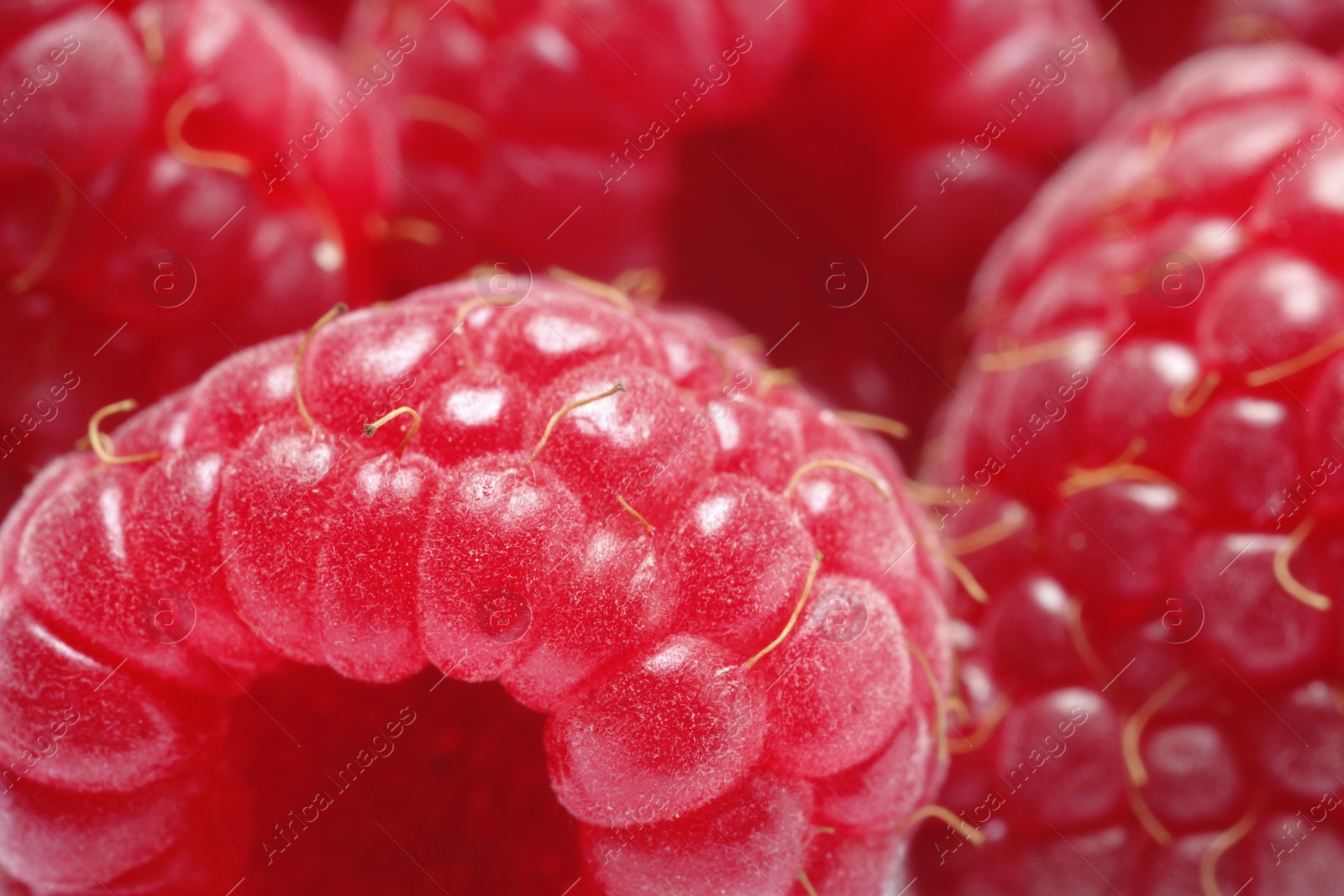 Photo of Tasty fresh ripe raspberries as background, macro view. Fresh berries