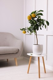 Photo of Idea for minimalist interior design. Small potted bergamot tree with fruits on table in living room