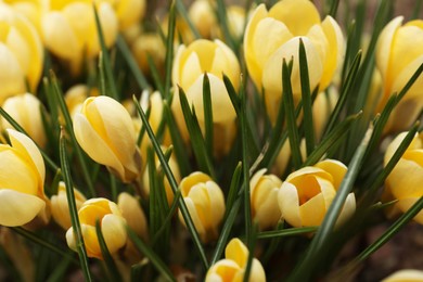 Beautiful yellow crocus flowers growing in garden, closeup