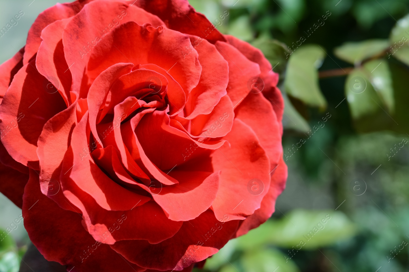 Photo of Beautiful coral rose flower blooming outdoors, closeup