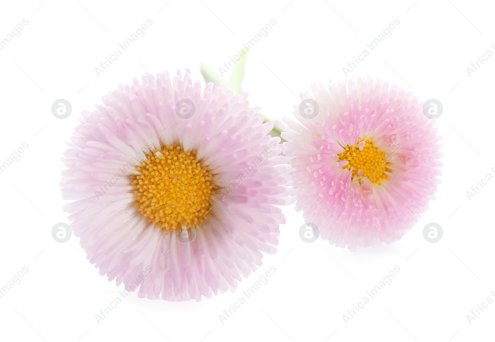 Photo of Beautiful blooming daisies on white background. Spring flowers