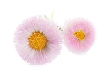 Beautiful blooming daisies on white background. Spring flowers