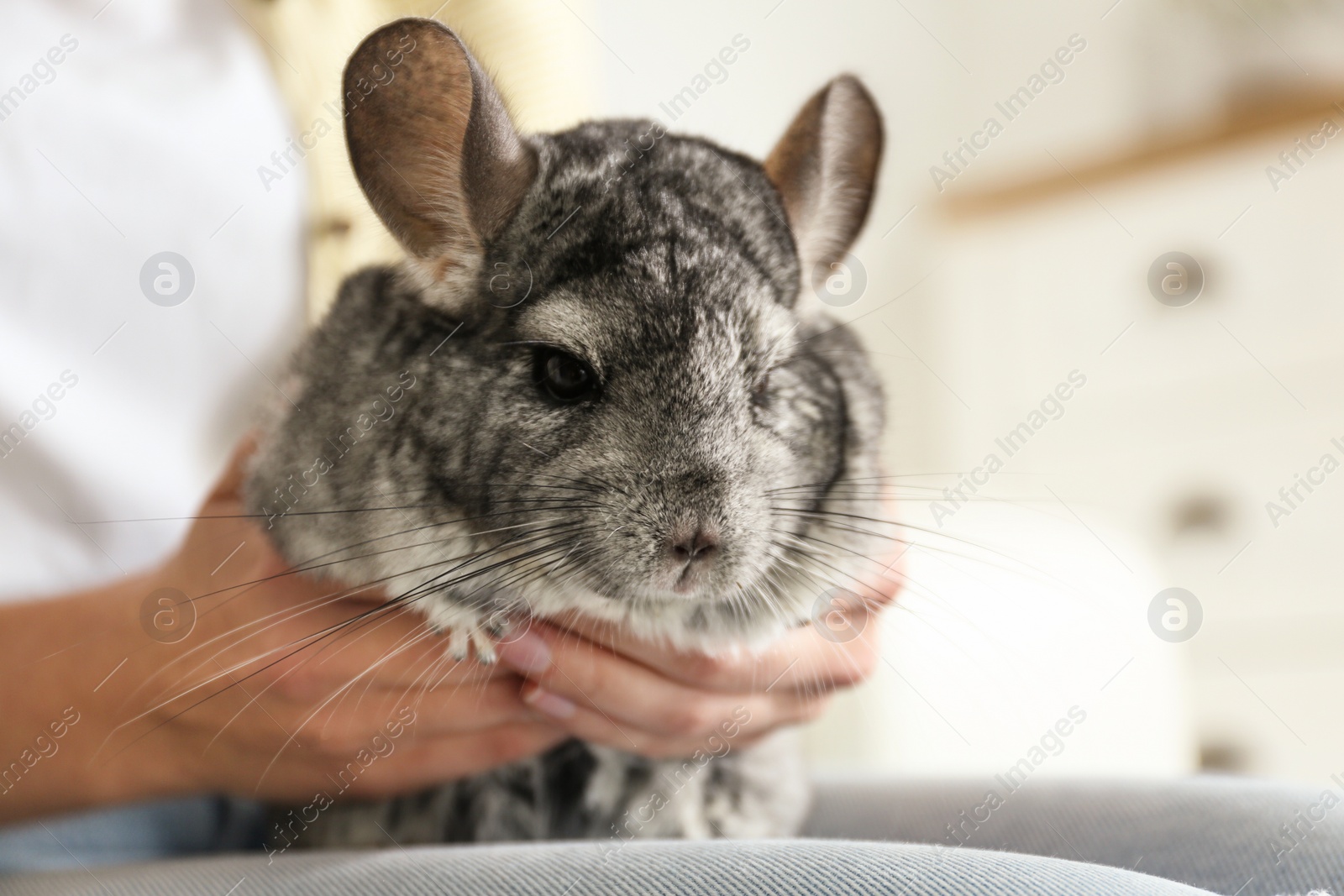 Photo of Woman holding cute chinchilla in room, closeup