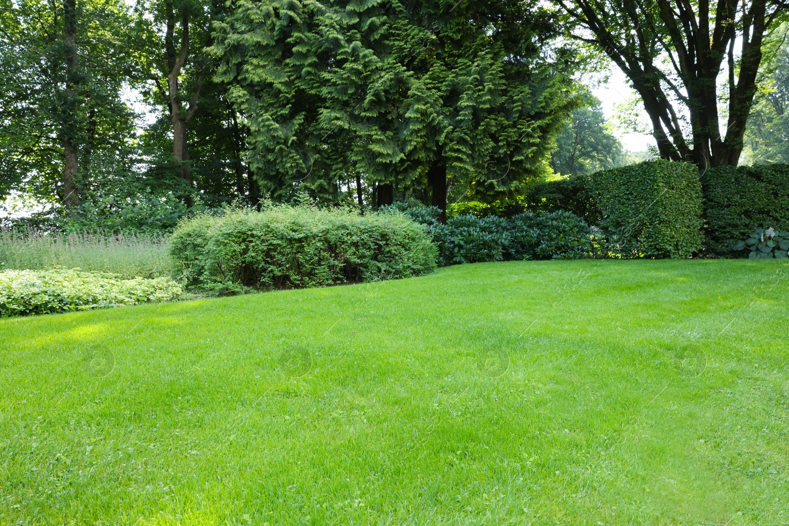 Photo of Beautiful lawn with green grass on sunny day