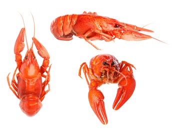 Image of Set of tasty cooked crayfishes on white background 